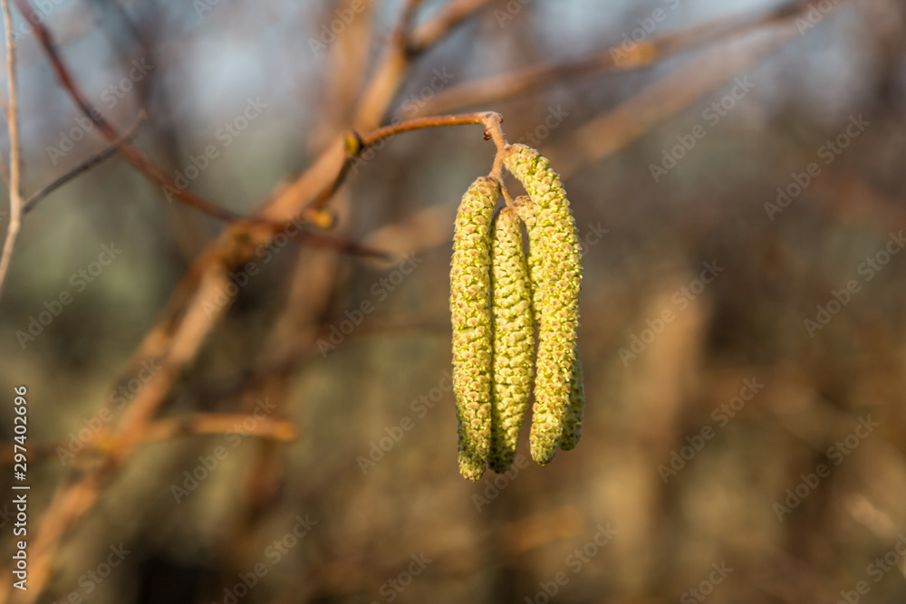 Obraz premium A close up of catkins on a tree in winter, with a shallow depth of field