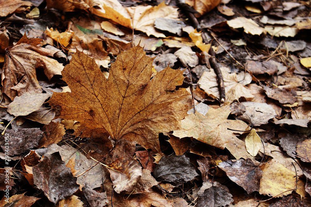 Yellow and brown various fallen leaves background with big maple leaf