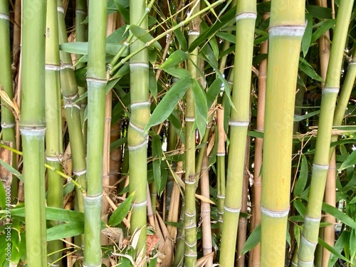 green bamboo on a black background