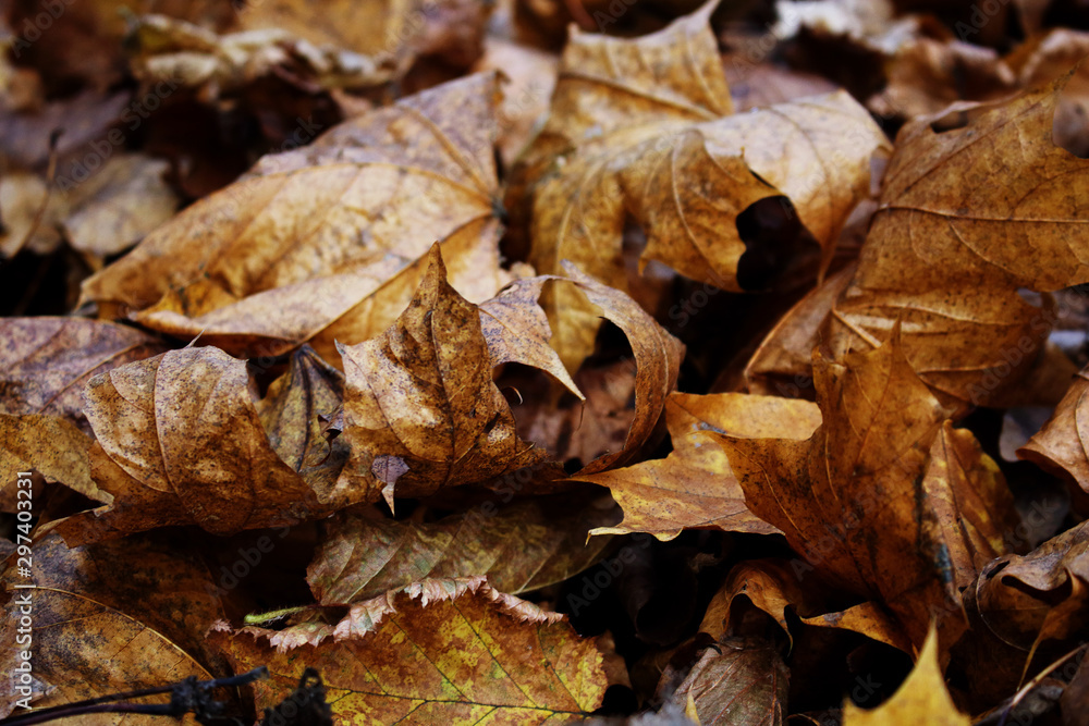 Brown maple tree dry fallen leaves background