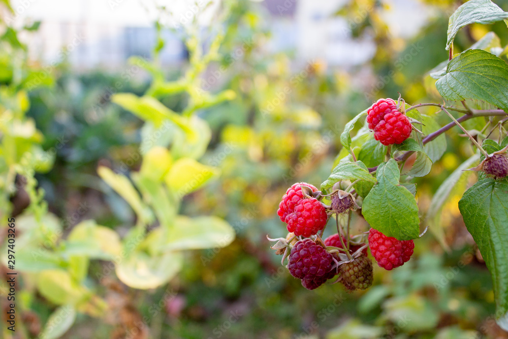 remantem raspberries bear fruit in late autumn remantem raspberries bear fruit in late autumn