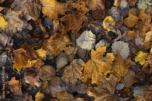 Yellow and brown various fallen leaves background