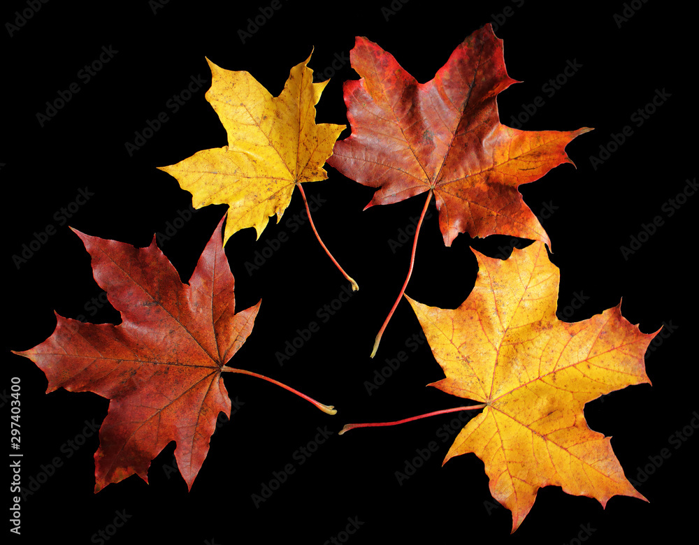 Autumn maple tree leaves isolated on black background Autumn maple tree leaves isolated on black background