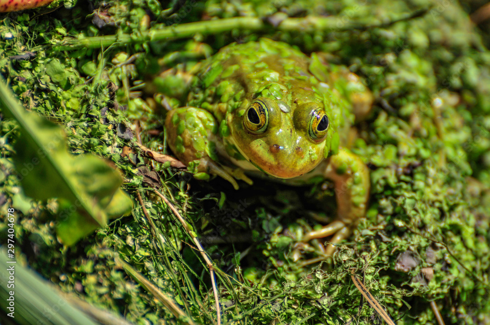 Obraz premium green frog in a pond