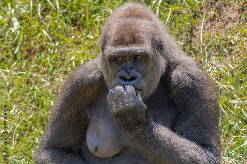 a silverback gorilla resting in a meadow a silverback gorilla resting in a meadow