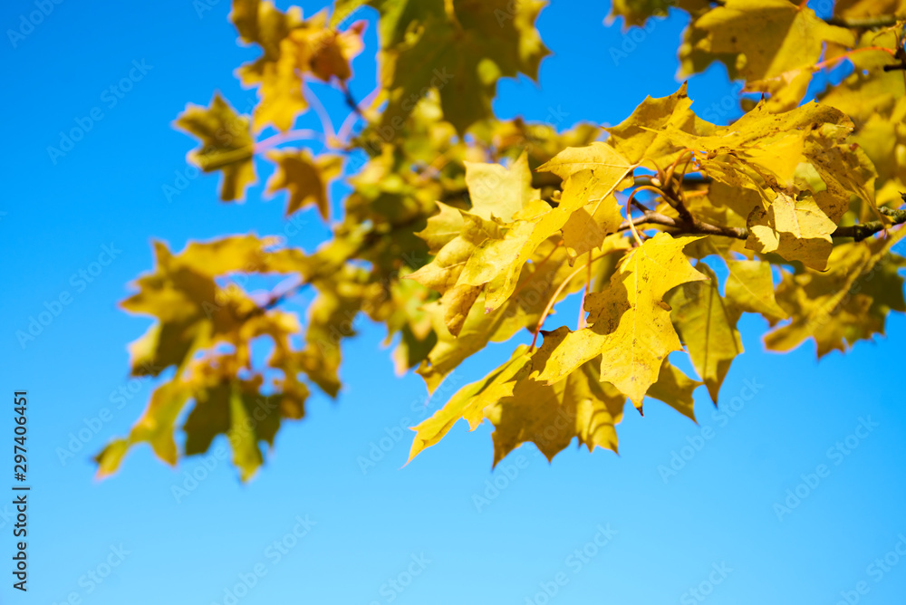 Close up of leaves on sunny autumn morning Close up of leaves on sunny autumn morning