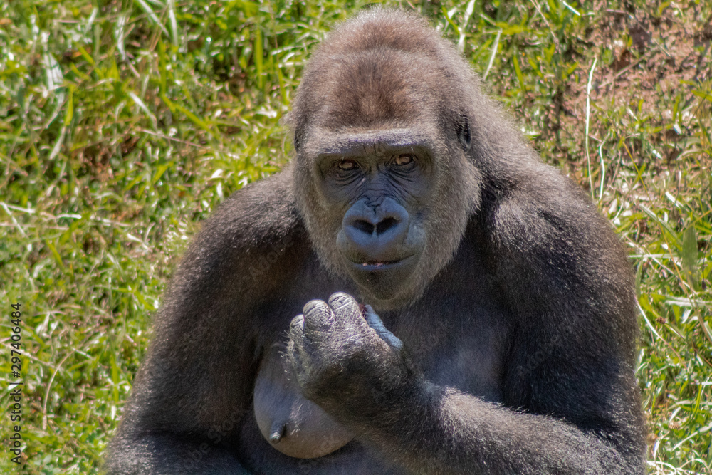 a silverback gorilla resting in a meadow a silverback gorilla resting in a meadow