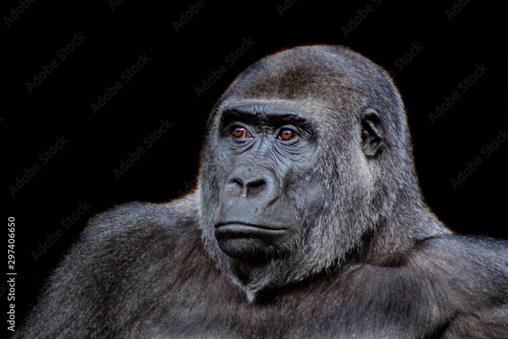 a silverback gorilla resting in a meadow