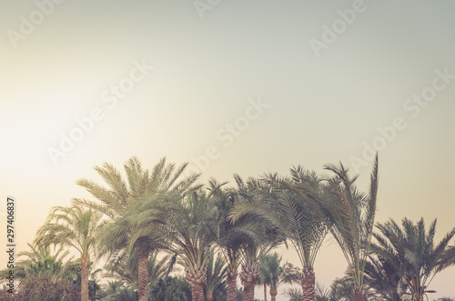 Palm under the sun against the background of the blue sky. Natural landscape