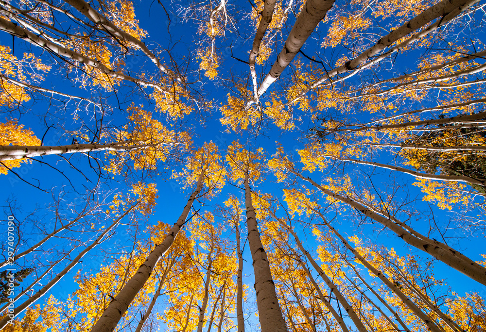 Soaring Vertical  View Of Aspen Trees During Fall