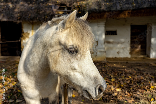 close up white mulish mule horse on a rustic farm