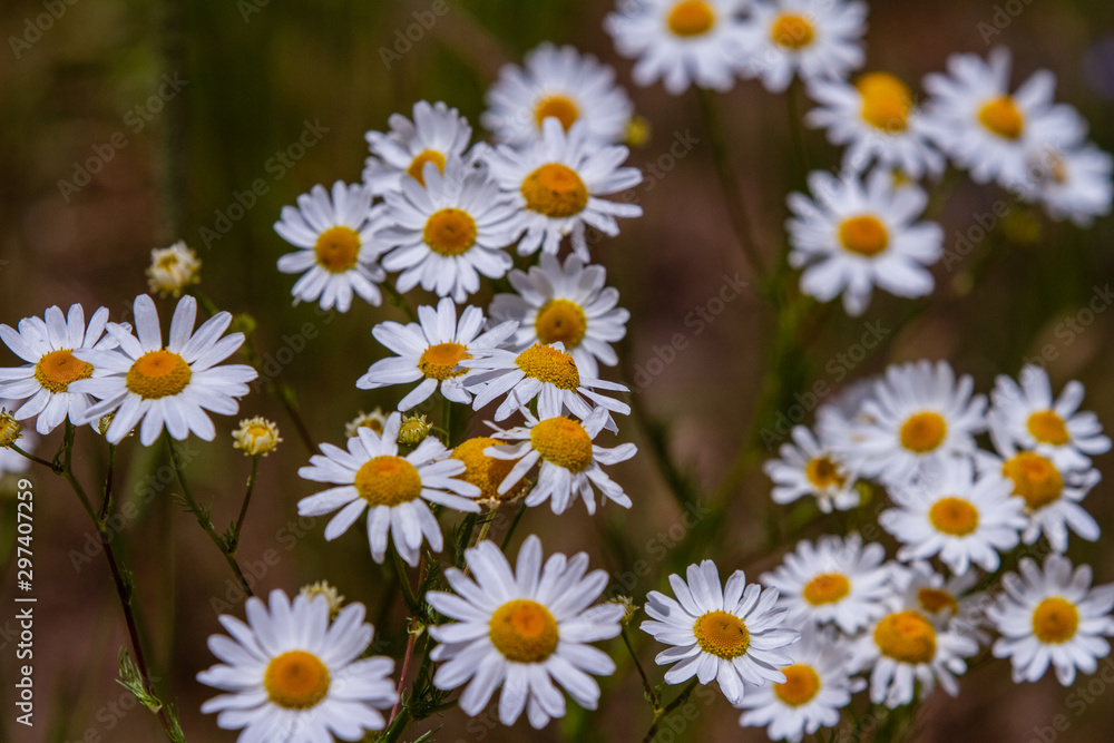 White flowerhead of almutaster pauciflorus in meadow in Colorado White flowerhead of almutaster pauciflorus in meadow in Colorado