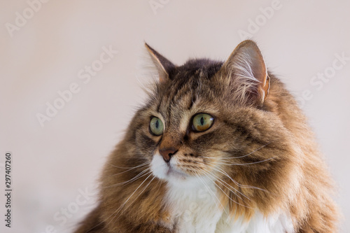 Beauty pet of siberian cat in relax indoor © Massimo Cattaneo