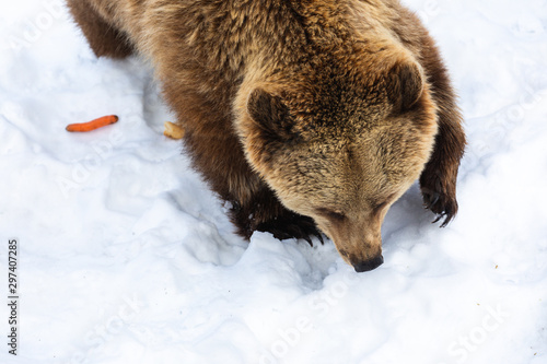 Top-down view of an European brown bear in snow looking for food