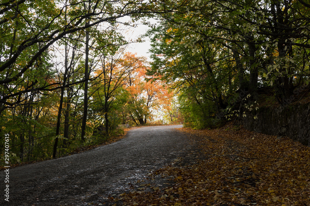Fototapeta premium Autumn forest in October with sun rays