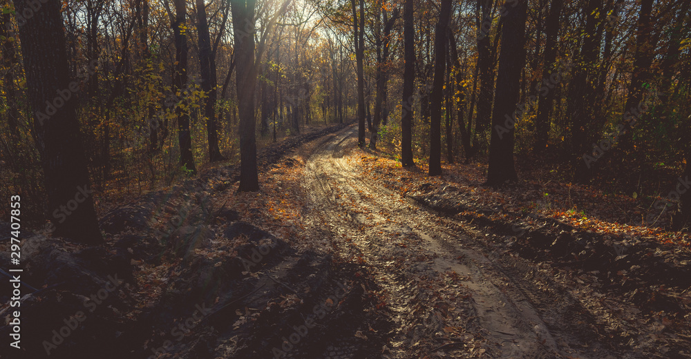 Obraz premium Autumn forest with country road. Colorful landscape with trees, rural road, orange and red leaves, sun in fall. Autumn alley in the city park.