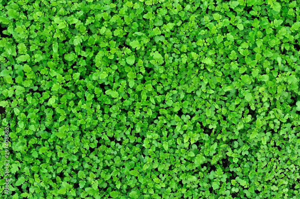 green leaves background-agricultural field of mustard green leaves background-agricultural field of mustard