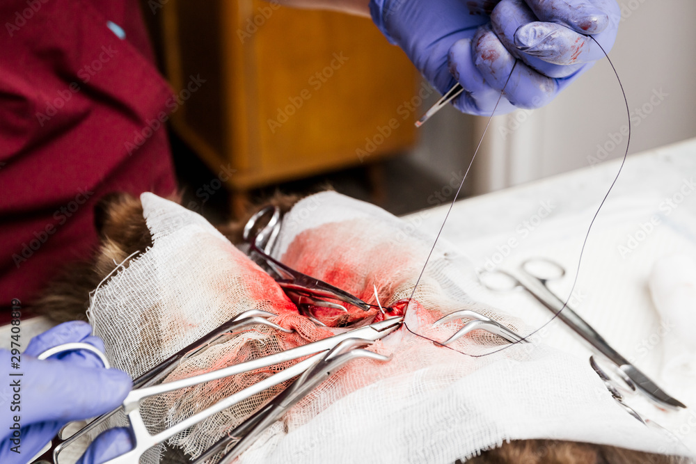 Sterilization of a cat close-up. End of abdominal surgery, vet sews up the soft tissues of the abdomen.