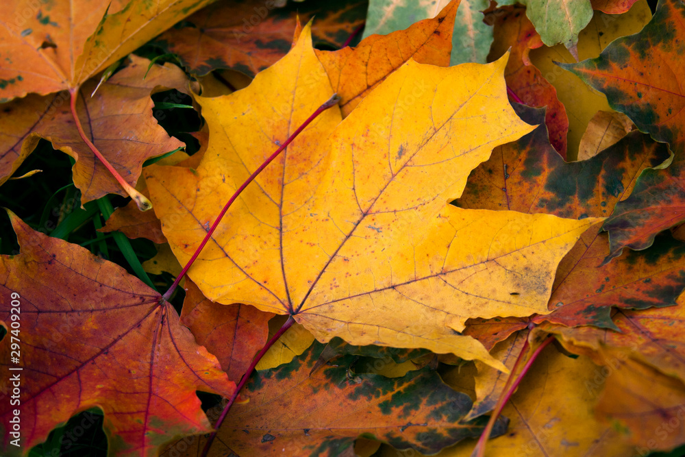 Background of colored autumnal maple leaves Background of colored autumnal maple leaves