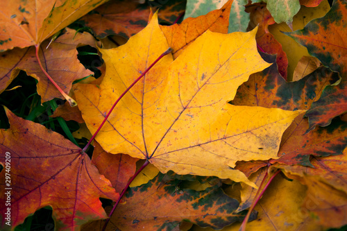 Wallpaper Mural Background of colored autumnal maple leaves  Torontodigital.ca