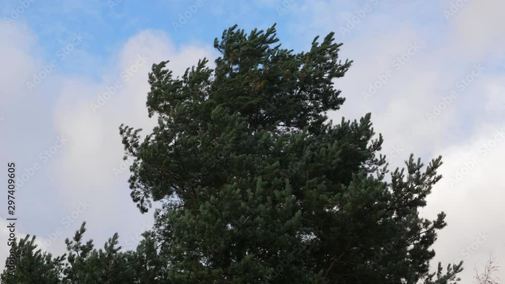 Pine trees moving on strong wind. Stormy weather Pine trees moving on strong wind. Stormy weather