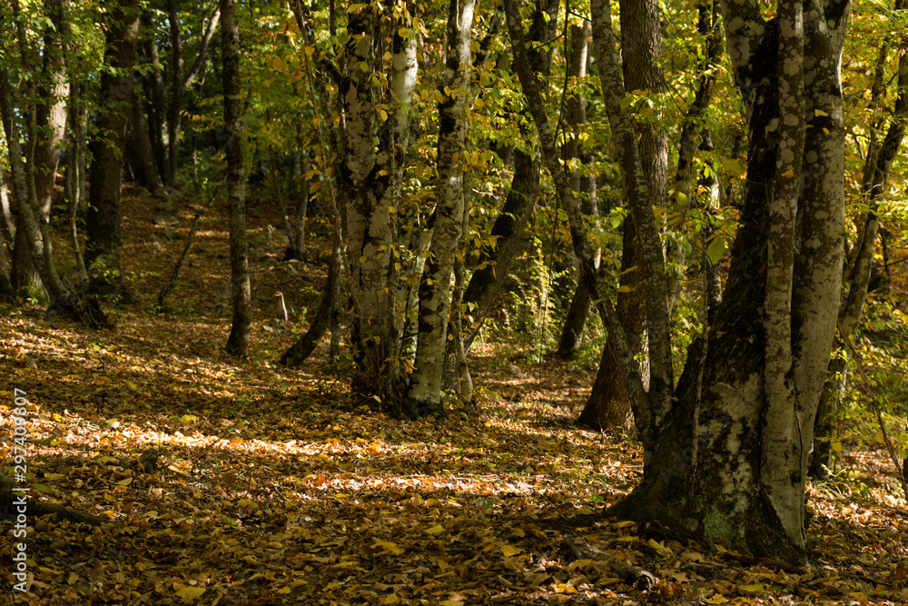 Autumn forest in October with sun rays Autumn forest in October with sun rays
