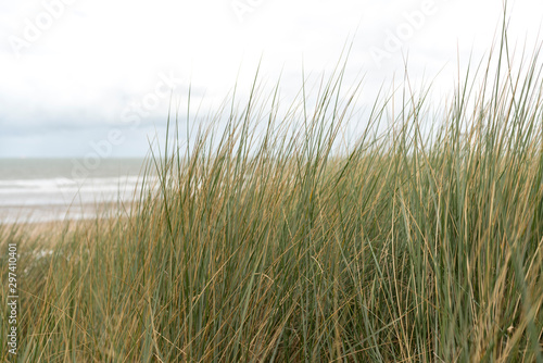 Gras am Strand von De Haan  Belgien  Europe