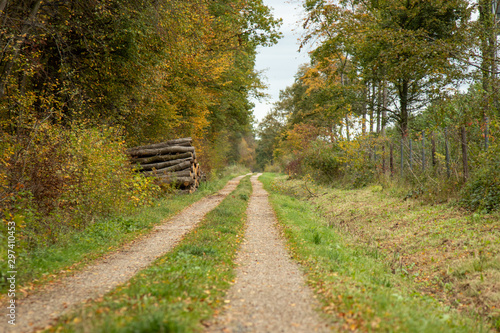 Gehweg am Rande eines Waldes