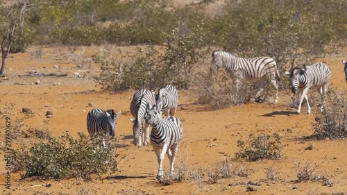 Zebres au parc national d'etosha en namibie, afrique photo