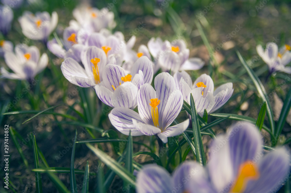 Beautiful Flowers and Green Grass in Spring Garden..From Beautiful Flowers and Green Grass in Spring Garden..From