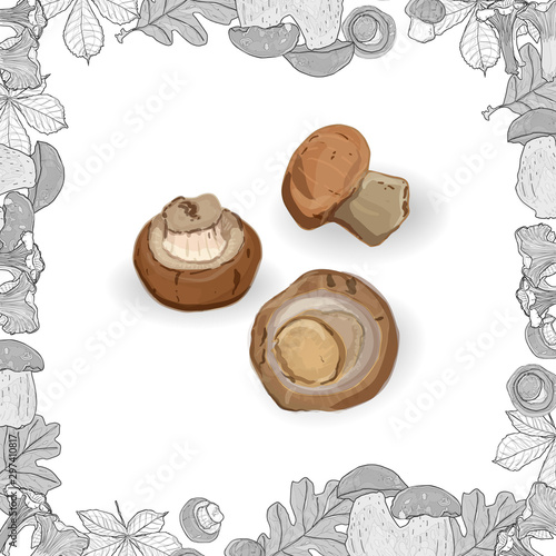 Fresh mushrooms isolated on white with monochrome frame. Vector illustration