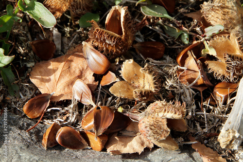Beechnuts, beech, nut, Schmalkalden, Thuringia, Germany, Europe