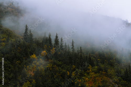 Forest and trees in dramatic fog during fall in Alaska