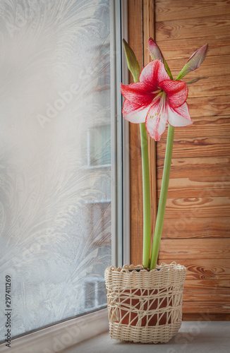 Blooming hippeastrum (amaryllis) Charisma on a winter window photo