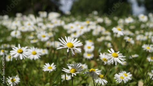 Löwenzahn und Gänseblümchen