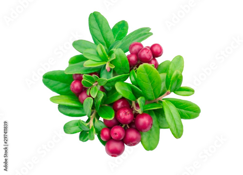 Bright fresh ripe red berries with emerald green foliage leaves - round decoration wreath isolated on a white background - cranberries lingonberries cowberries foxberries