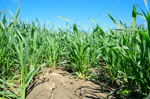 Young sprouts of wheat against the blue sky