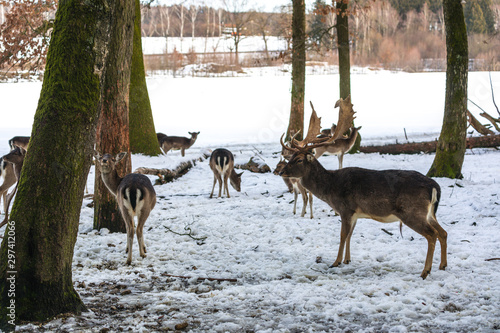 Several deers in forest in winter