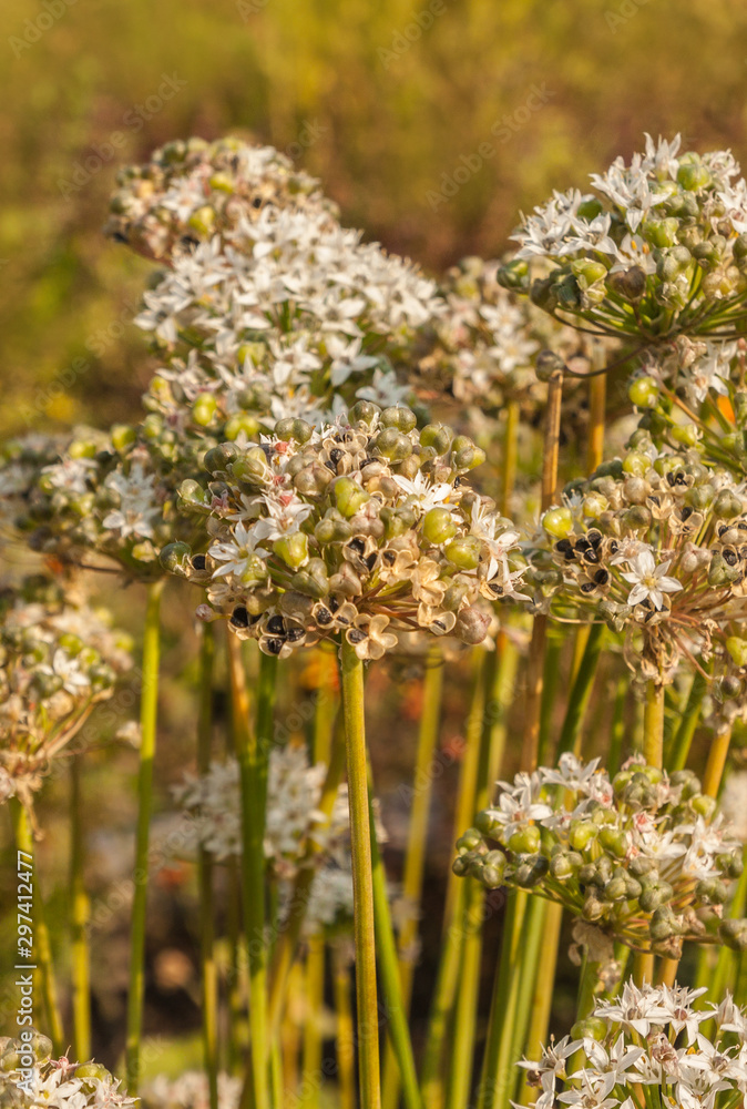 Obraz premium Blooming Allium ramosum, called Fragrant-flowered Garlic in garden