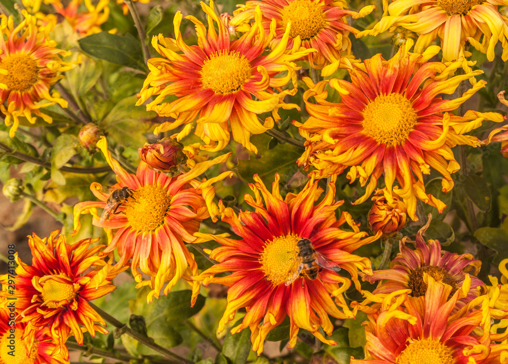 Chrysanthemum koreanum Chrysanthemum koreanum