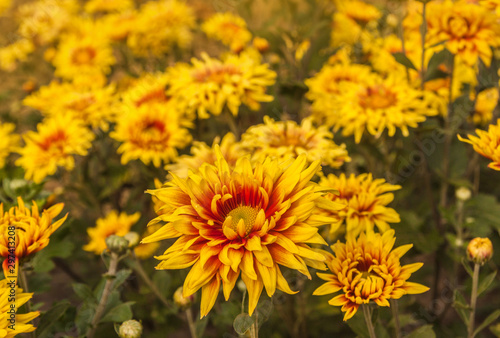 Chrysanthemum koreanum "Two colors"