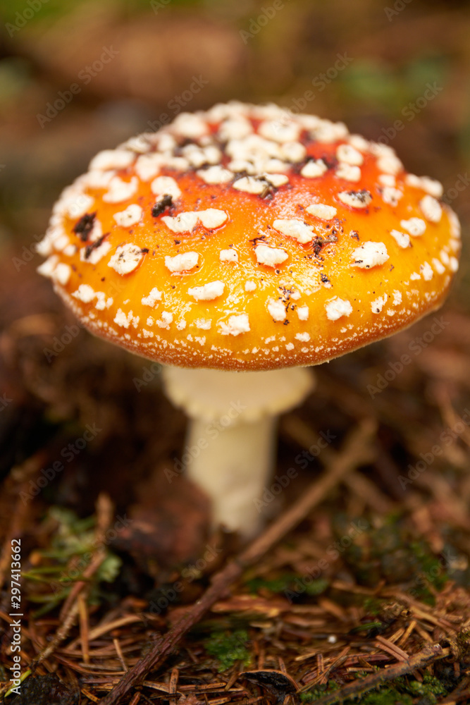 Toadstool, close up of a poisonous mushroom in the forest - An autumn Mushroom season and picking. Fly-agaric (Amanita) macro Toadstool, close up of a poisonous mushroom in the forest - An autumn Mushroom season and picking. Fly-agaric (Amanita) macro