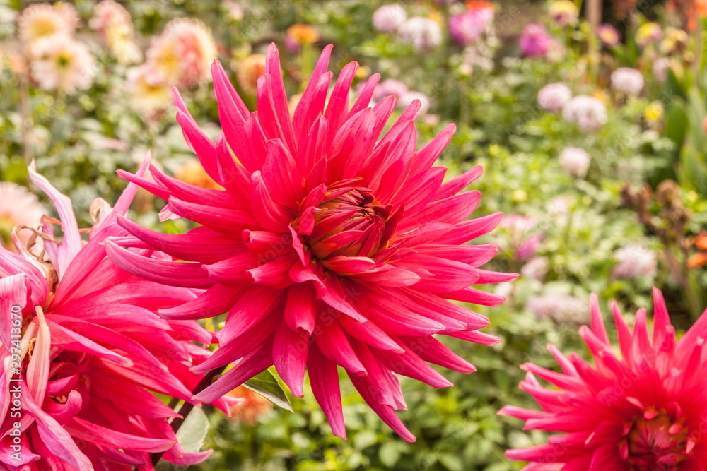Pink Cactus dahlias in garden Pink Cactus dahlias in garden