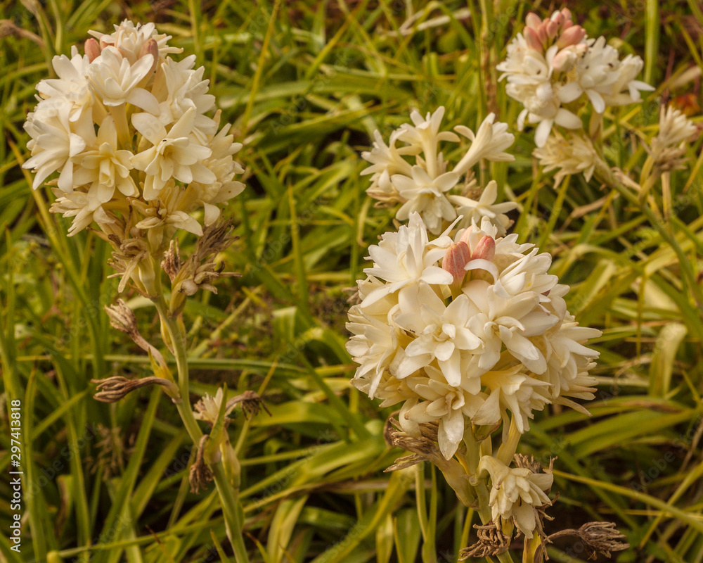 Flowers of the double-flowered cultivar 'The Pearl' Flowers of the double-flowered cultivar 'The Pearl'