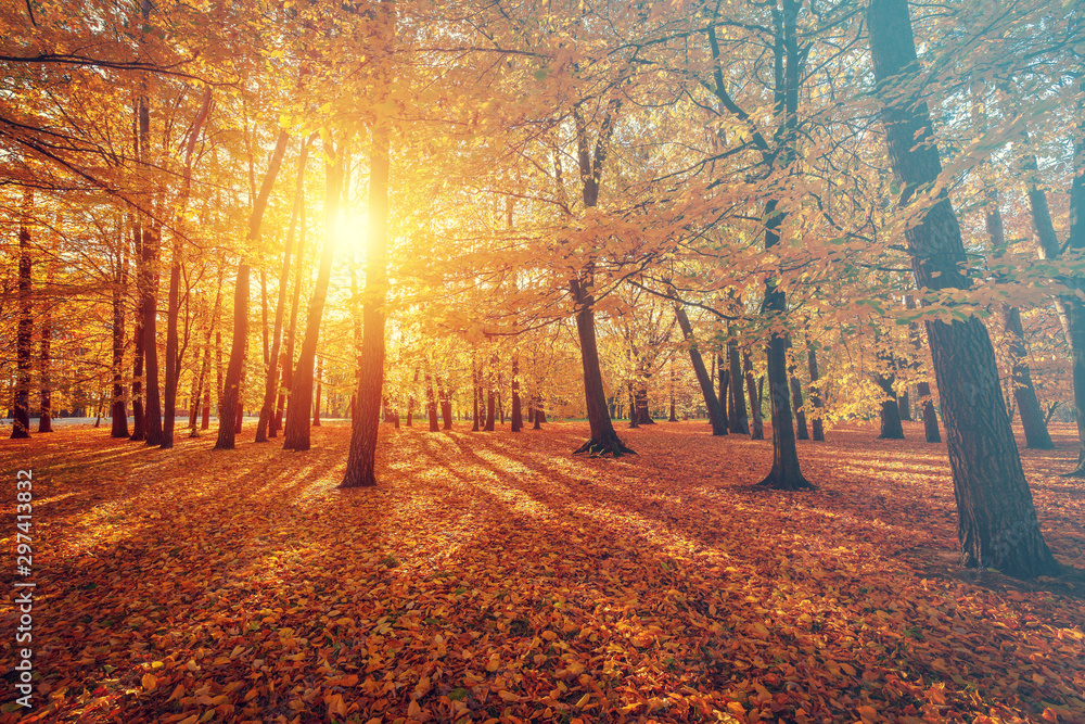 Autumn park, sunrise in the forest