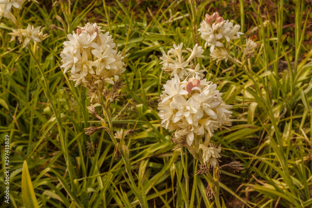 Flowers of the double-flowered cultivar 'The Pearl' Flowers of the double-flowered cultivar 'The Pearl'