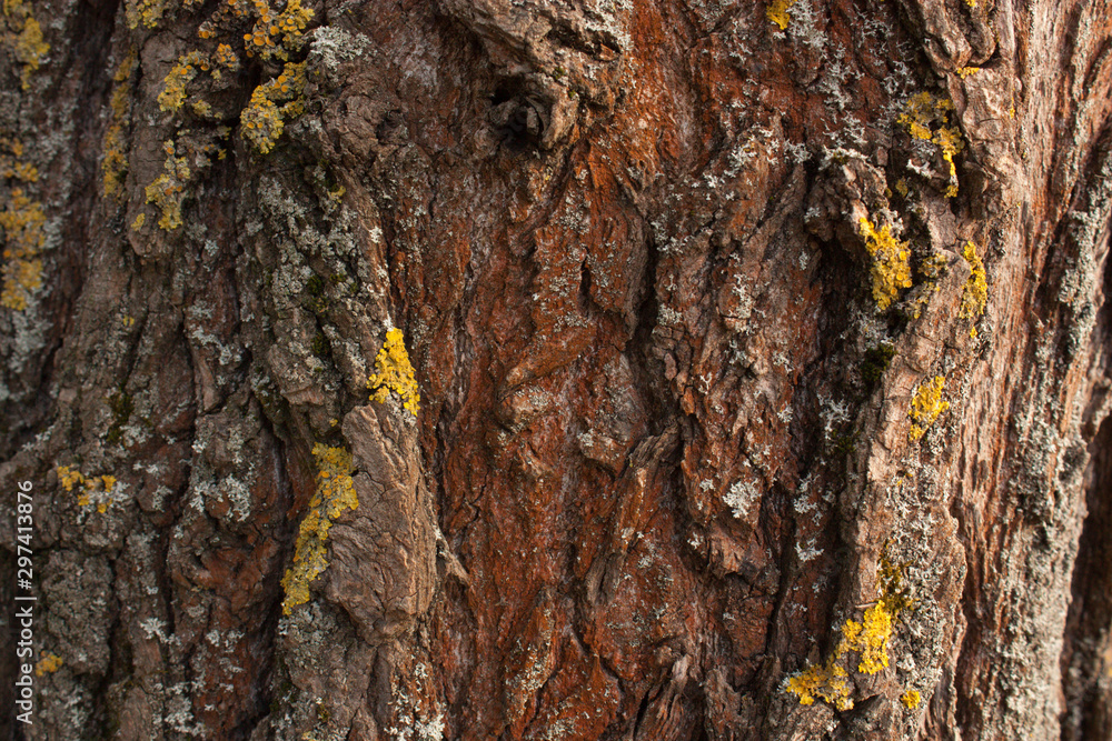 Yellor and red lichen on willow bark texture closeup Yellor and red lichen on willow bark texture closeup