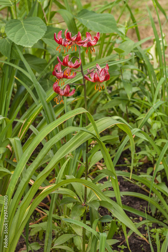 Martagon or turk's cap lily, lilium martagon  'Claude Shride'