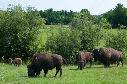 Bison in nature reserve in Canada