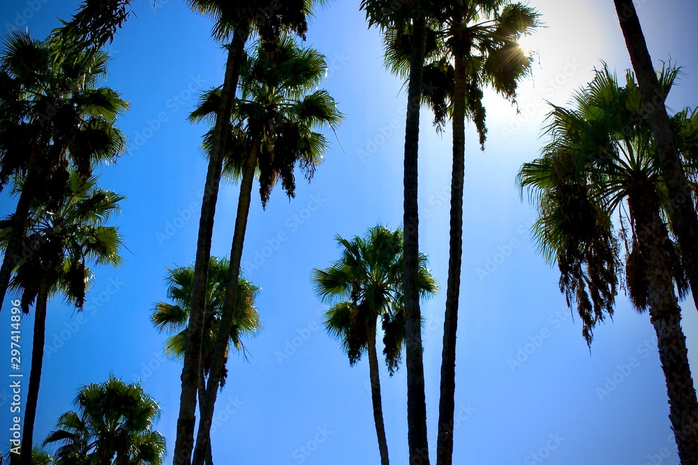 Palm Trees With Blue Sky With Sun Shining Through Palm Trees